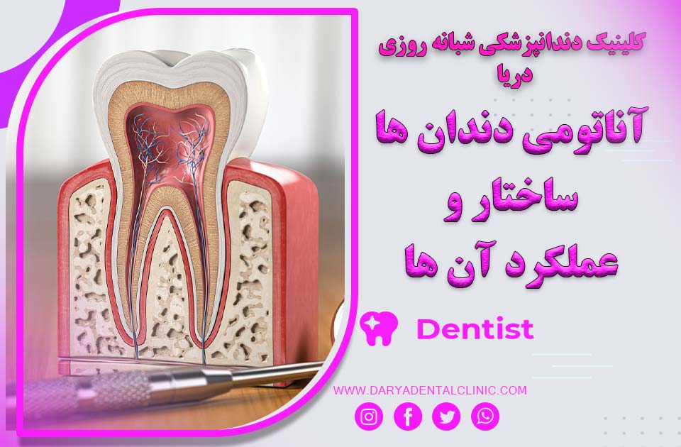 آناتومی دندان‌ها ، ساختار و عملکرد آن ها